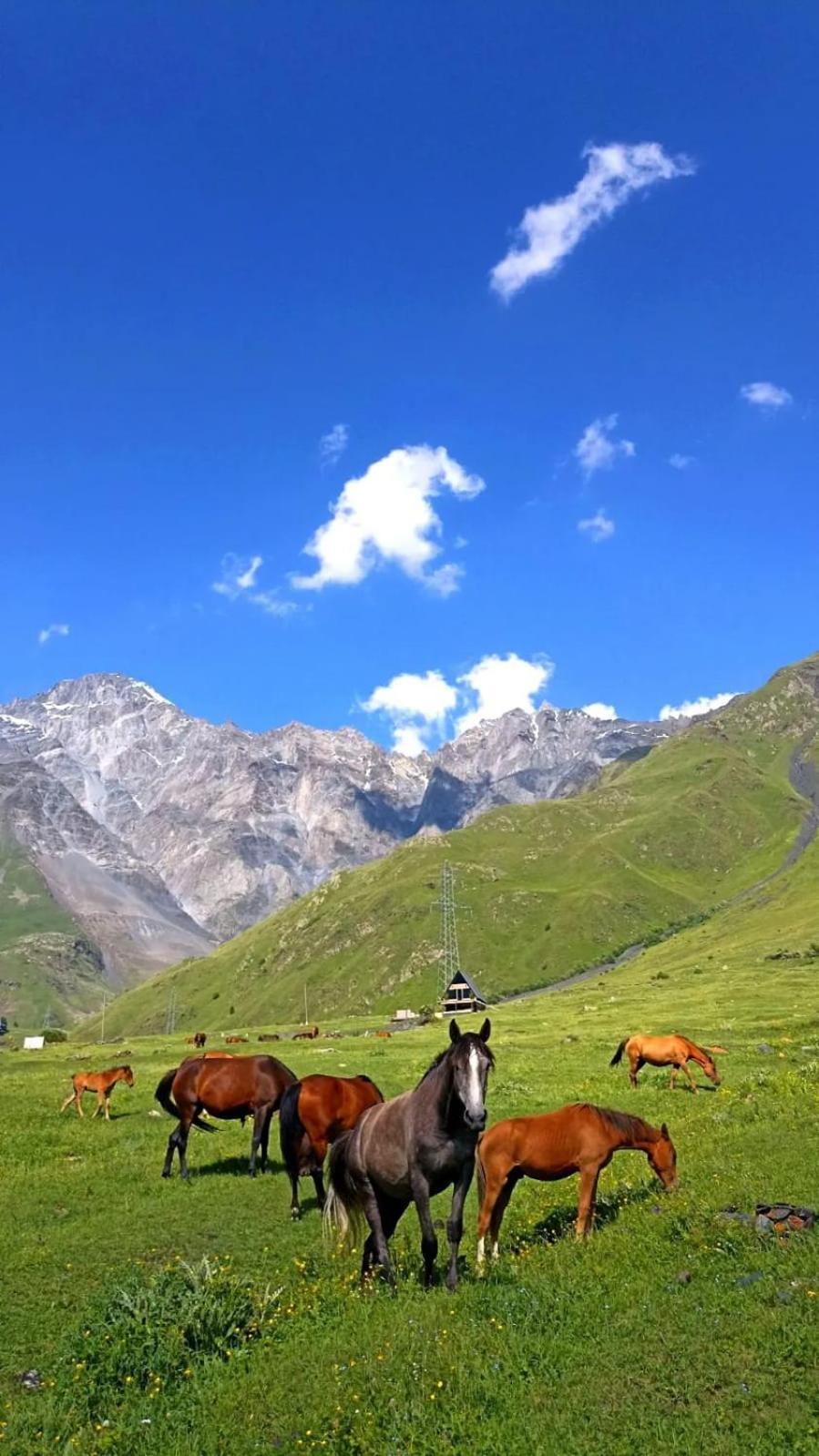 Mountain Flower Cottage Kazbegi Eksteriør billede